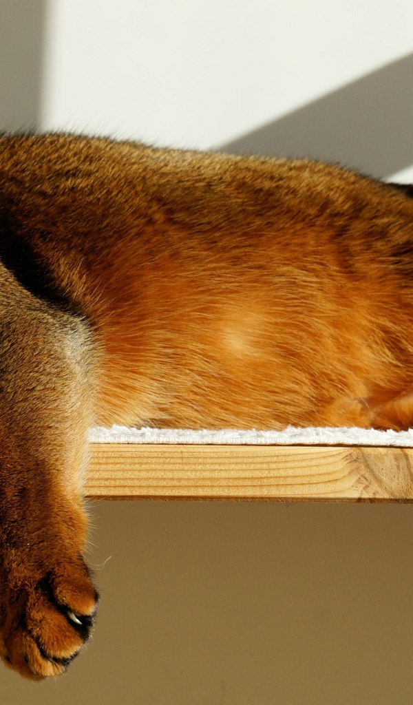 Кошка спит на полке 
