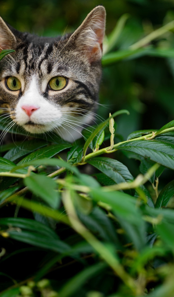 Любопытный серый кот сидит в засаде в зеленой листве