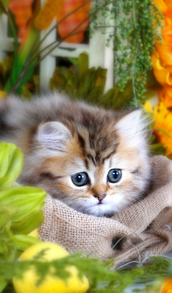 Милый пушистый серый котенок с большими глазами в цветах