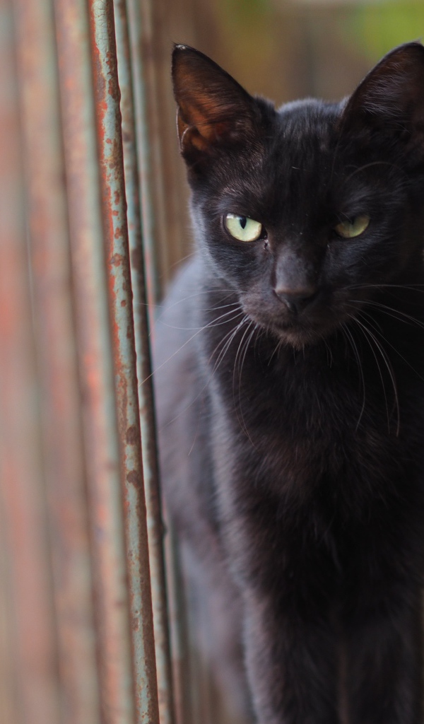 Недовольный взгляд черного кота