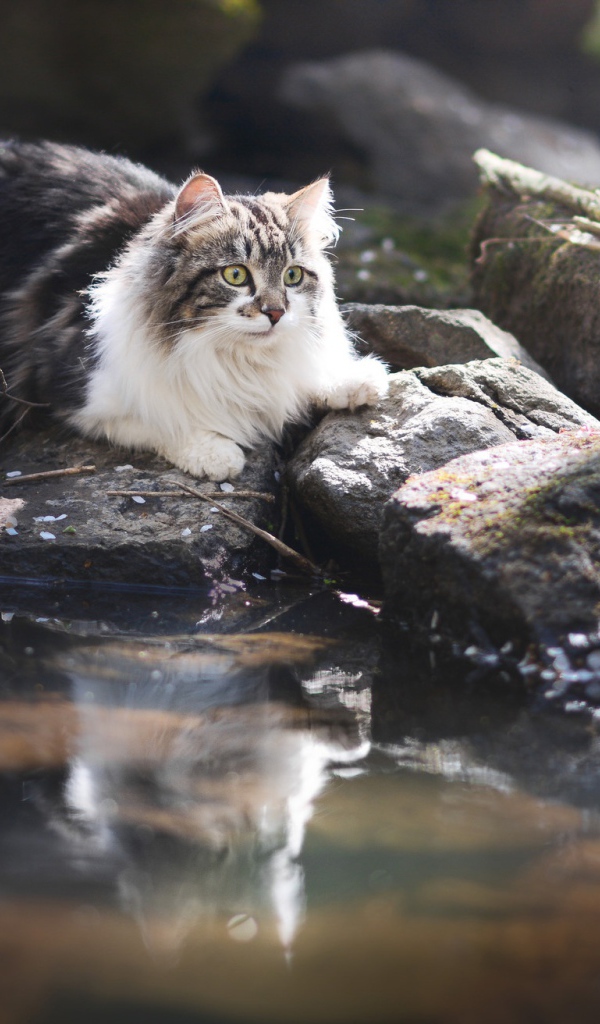Пушистая кошка на камне у воды 