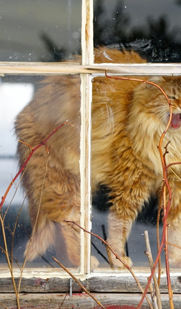 Пушистый рыжий кот зевает в окне