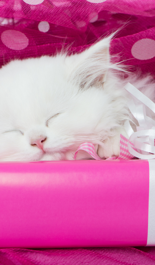 Пушистый белый котенок спит на розовой подарочной коробке