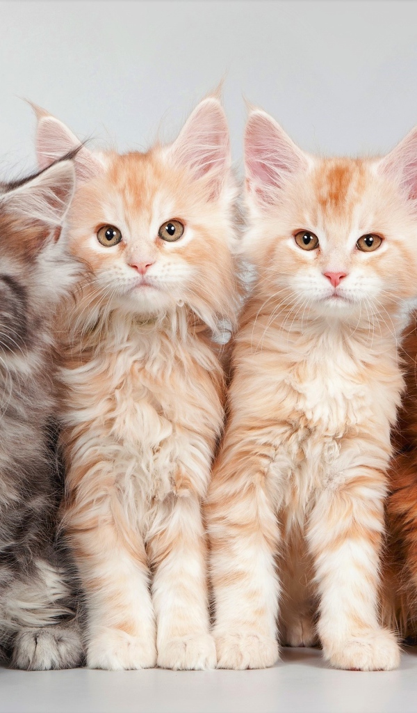 Четыре красивых рыжих котенка породы мейн-кун