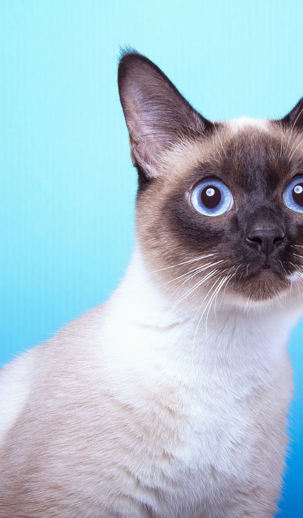 Испуганный сиамский голубоглазый кот на голубом фоне