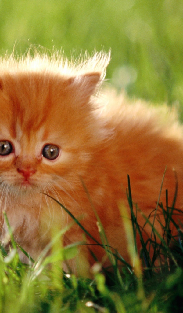 Испуганный пушистый рыжий котенок в зеленой траве