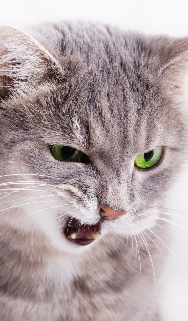 Хмурый взгляд серой кошки на белом фоне