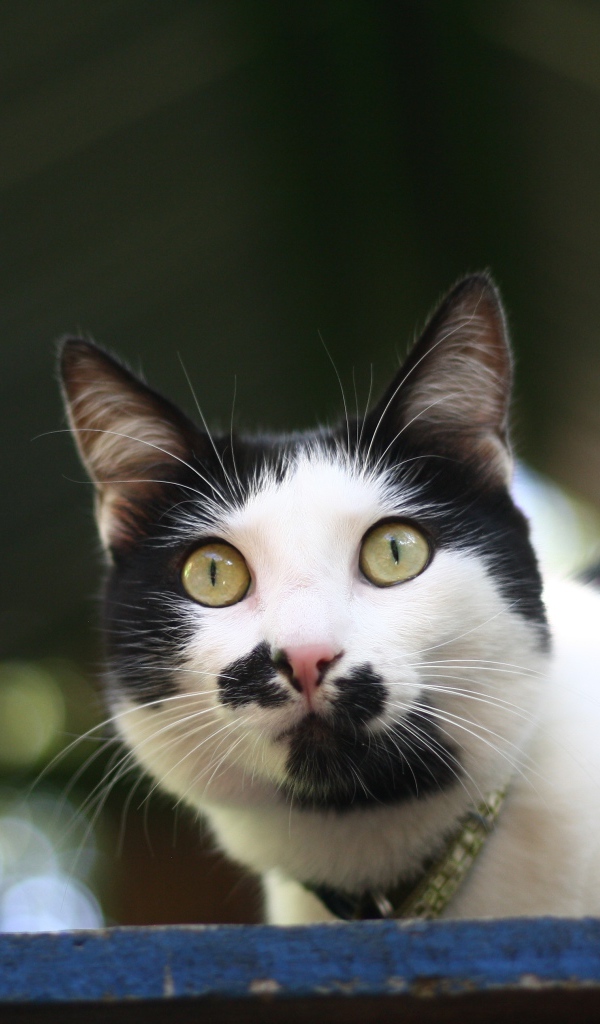 Забавный черно белый кот 