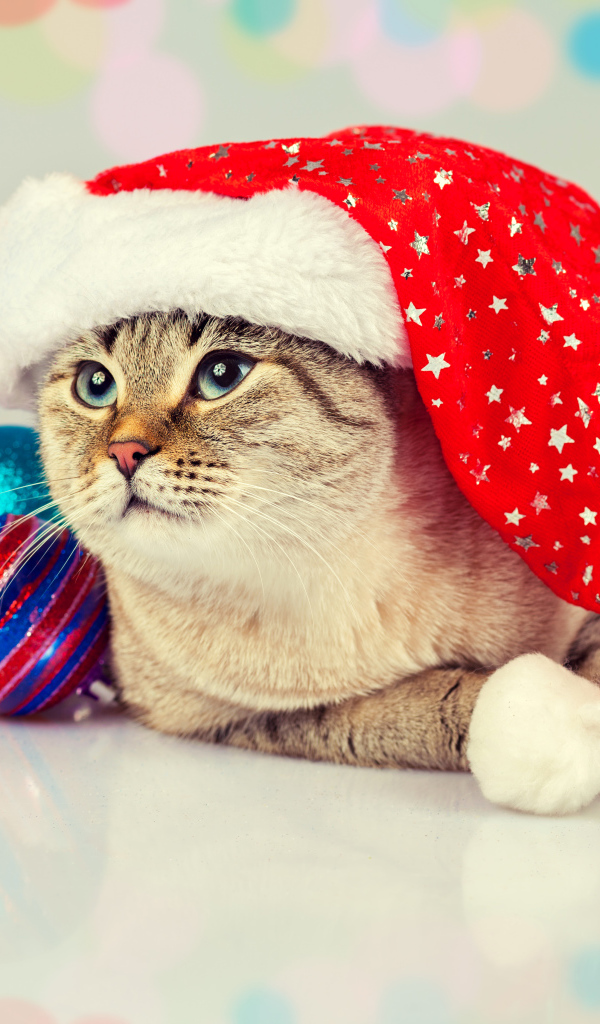 Забавный кот в новогодней шапке с елочными шарами