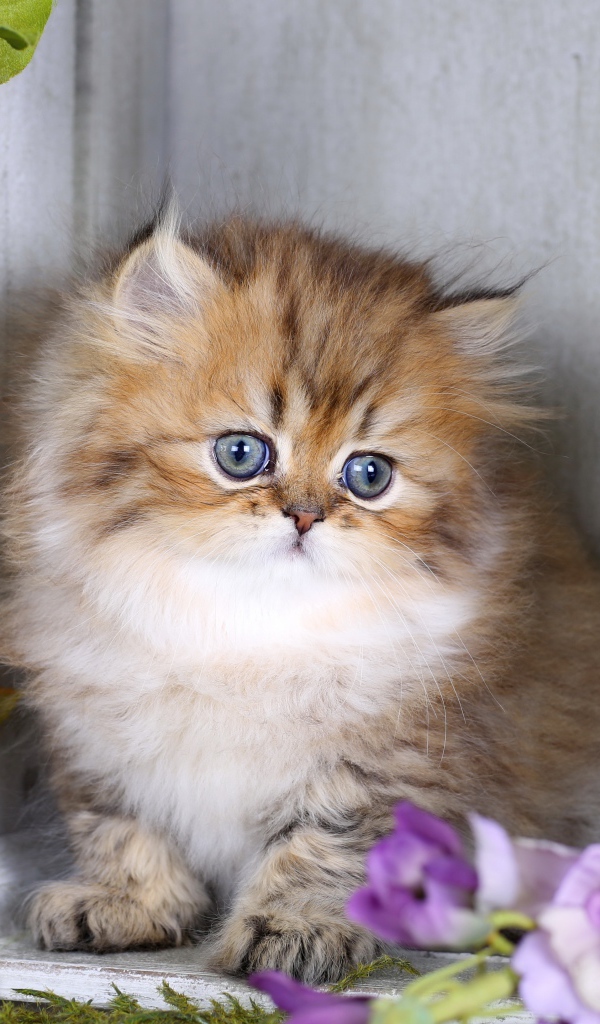 Забавный пушистый котенок с цветами