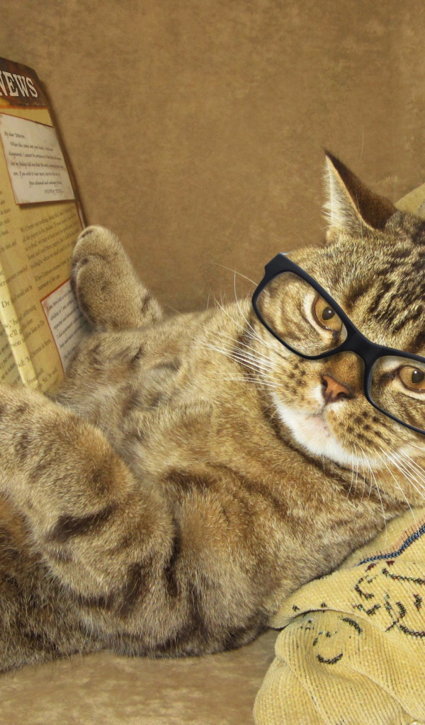 Забавный серый кот в очках и с газетой лежит на подушке