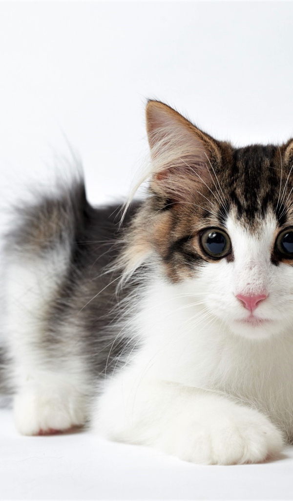 Забавный котенок с большими глазами на белом фоне