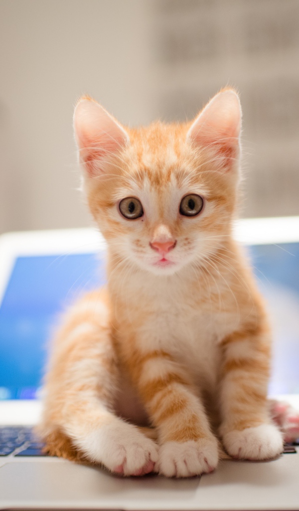 Забавный рыжий котенок сидит на ноутбуке