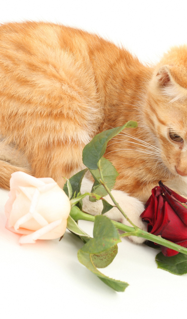 Рыжий котенок с розами на белом фоне