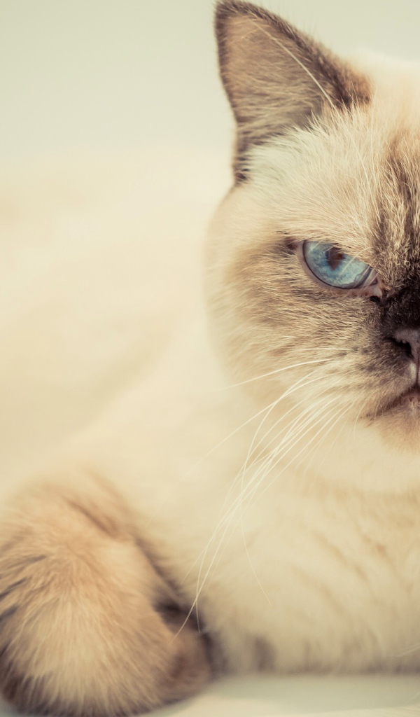 Хмурый красивый голубоглазый кот