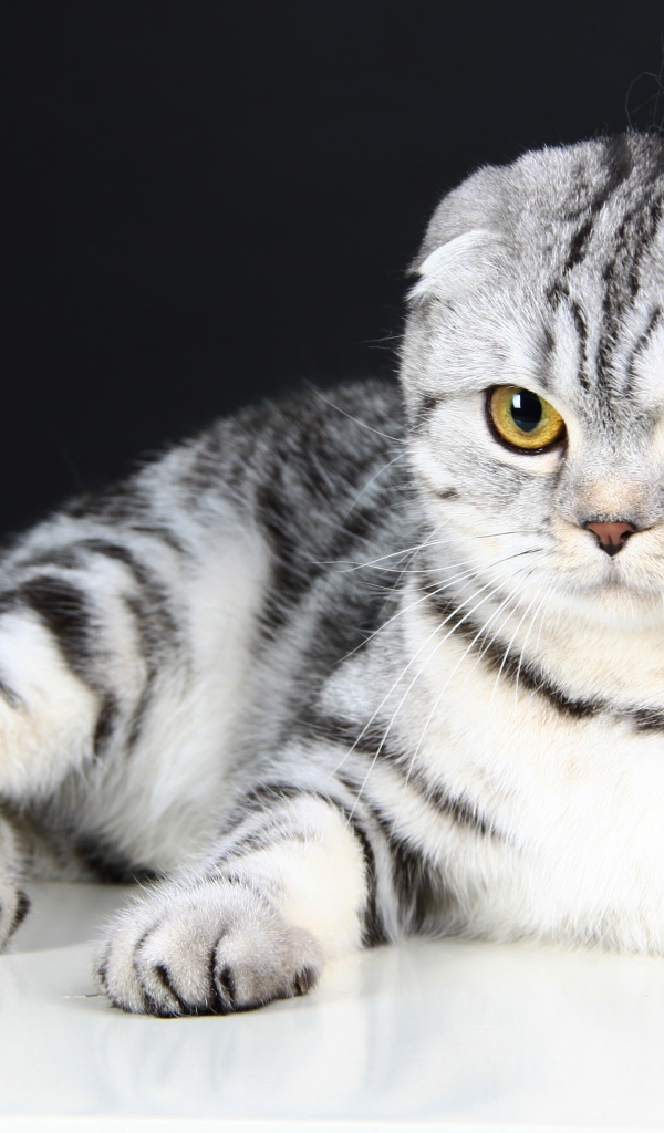 Серая шотландская вислоухая кошка на черном фоне