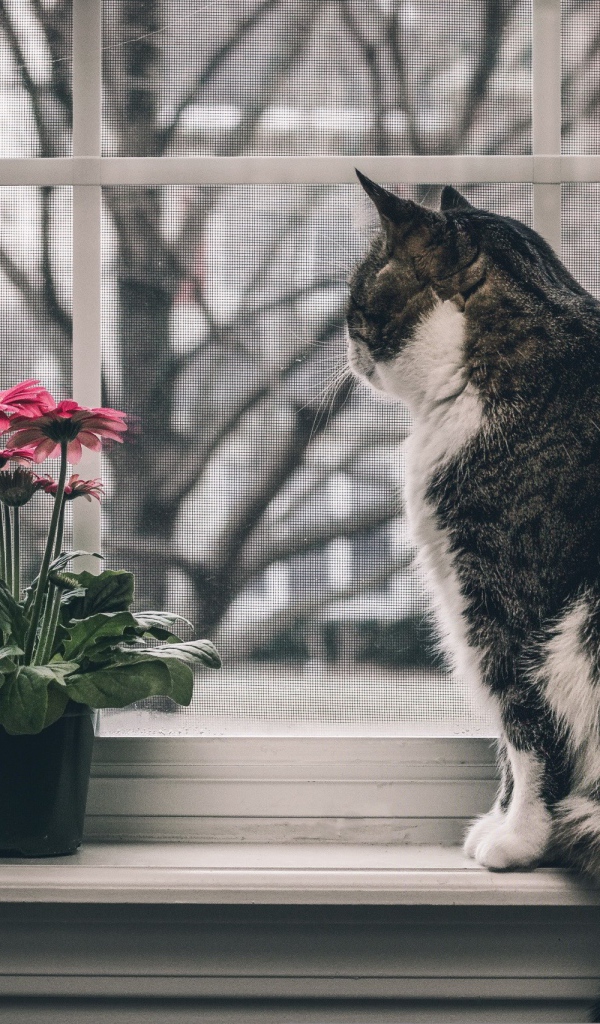 Серый кот и цветок на подоконнике 