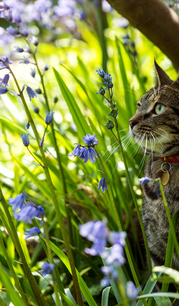 Серый кот в ошейнике сидит в голубых цветах