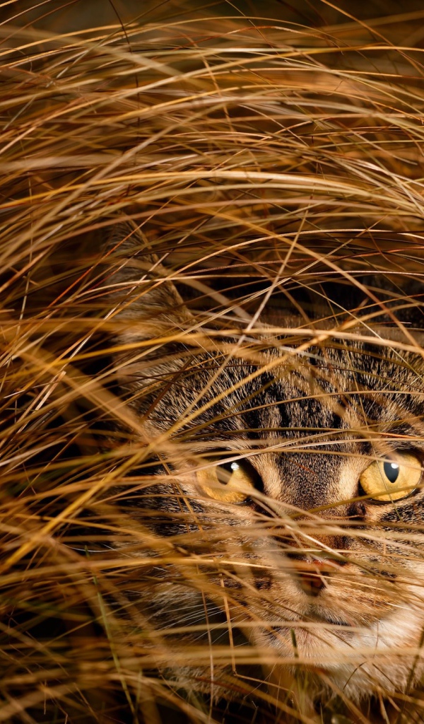 Серый кот в высокой сухой траве 