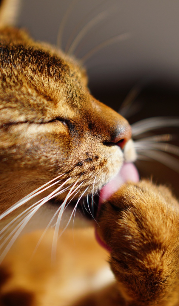 Серый кот облизывает лапу