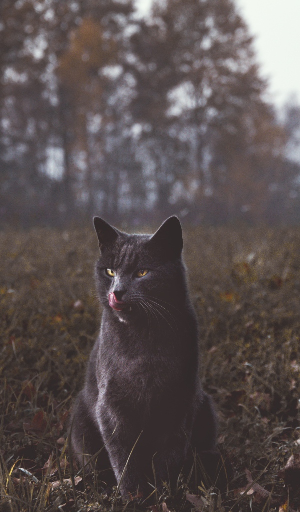 Серый кот видит траве осенью