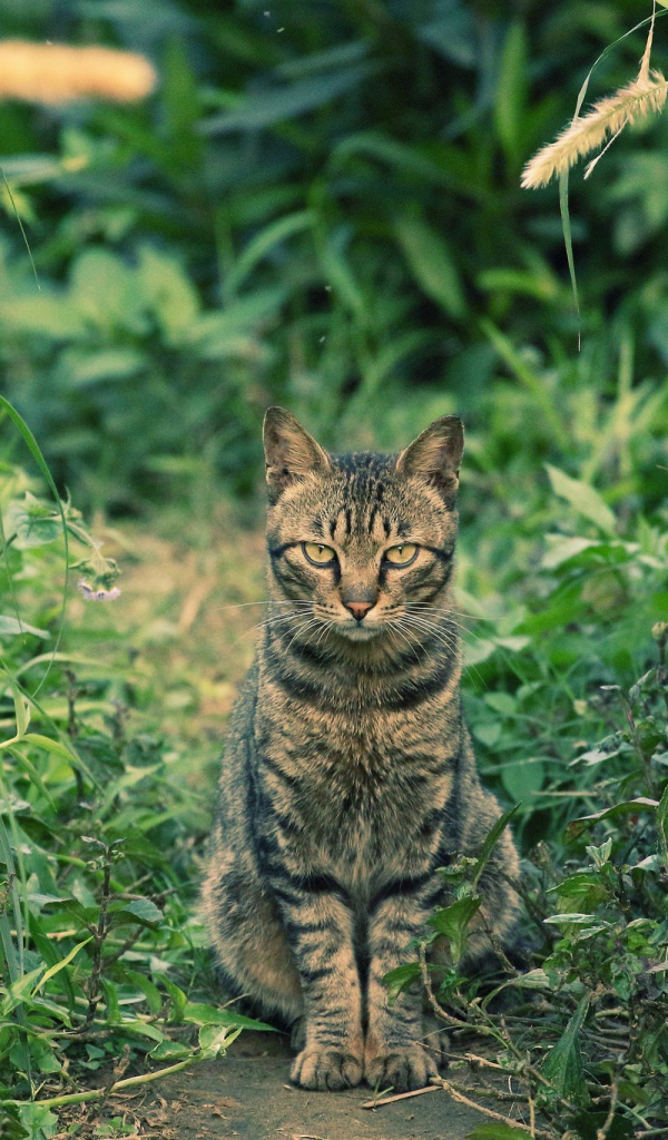 Серый кот сидит на дорожке в зеленой траве