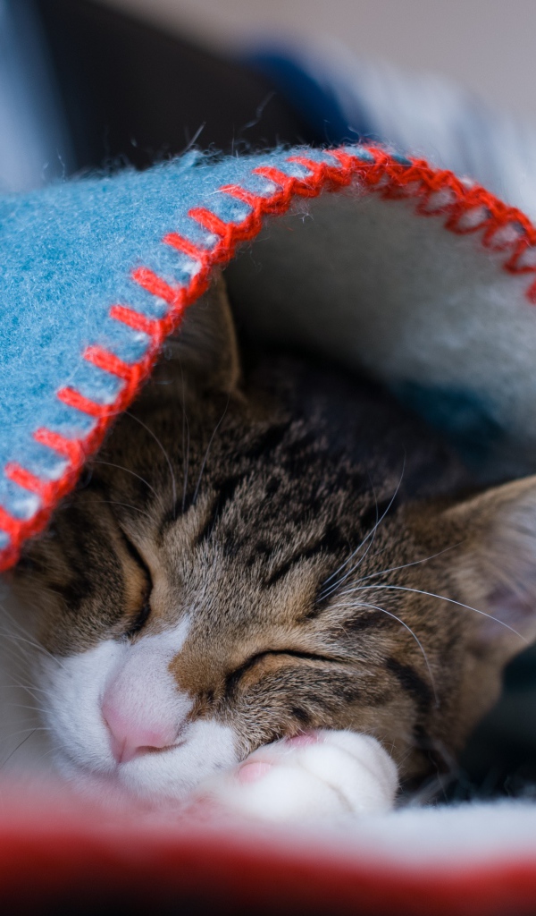 Серый кот спит под теплым одеялом