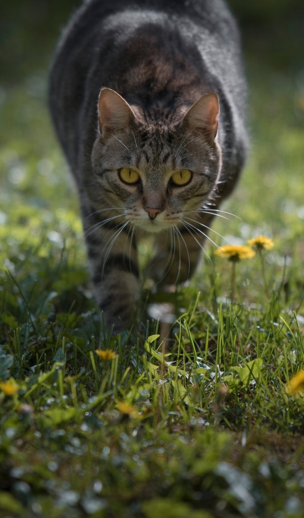Серый кот с желтыми глазами бежит по зеленой траве