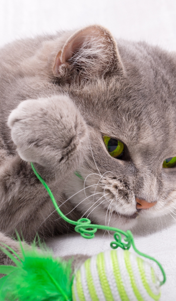 Серый зеленоглазый кот играет с игрушкой на белом фоне