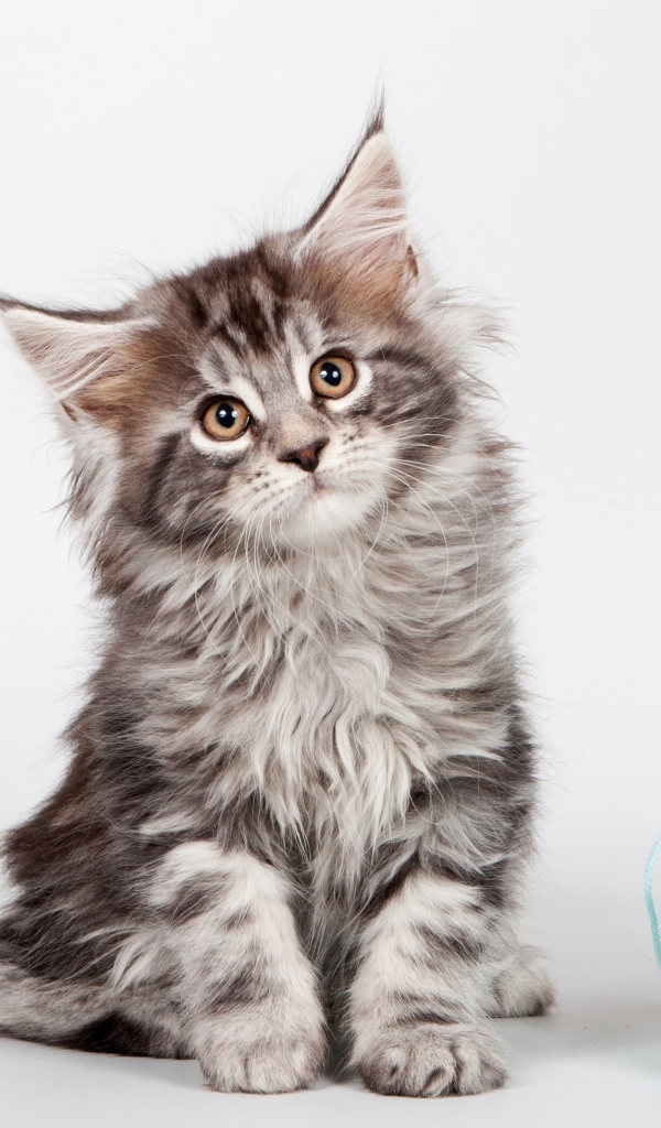 Серый котенок породы мейн- кун с клубком голубых ниток