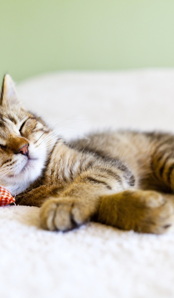 Серый котенок спит на маленькой подушке