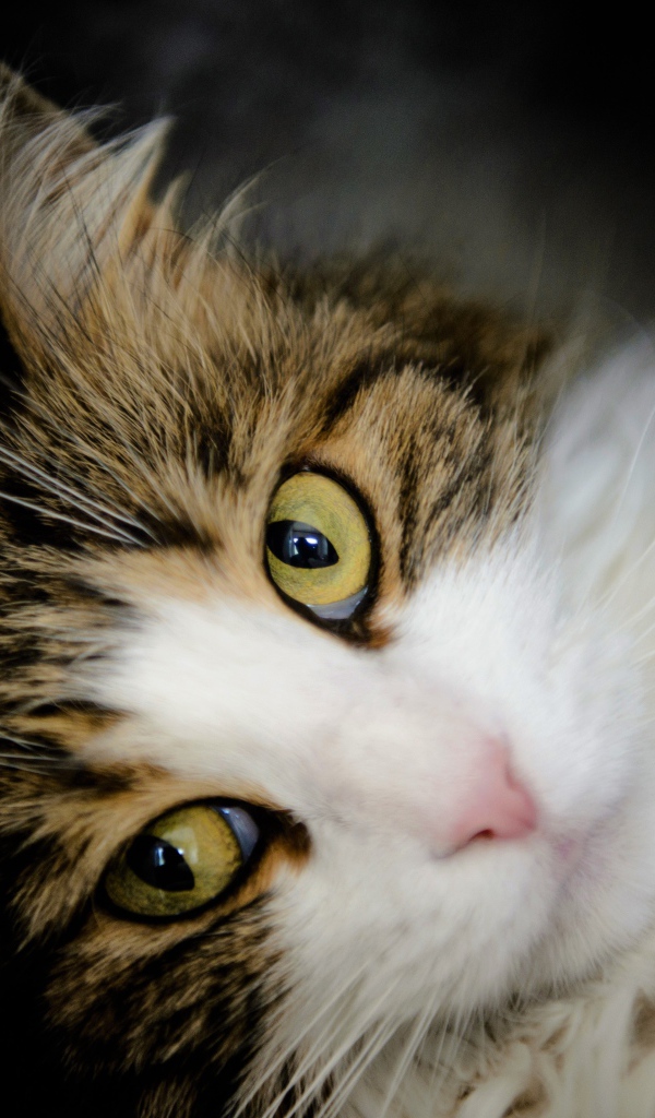 Зеленоглазый красивый кот лежит у стены