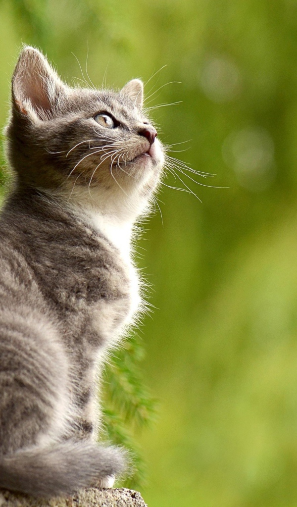 Заинтересованный взгляд маленького серого котенка