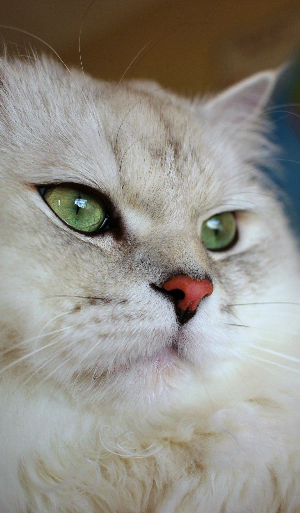 Большая пушистая породистая зеленоглазая кошка