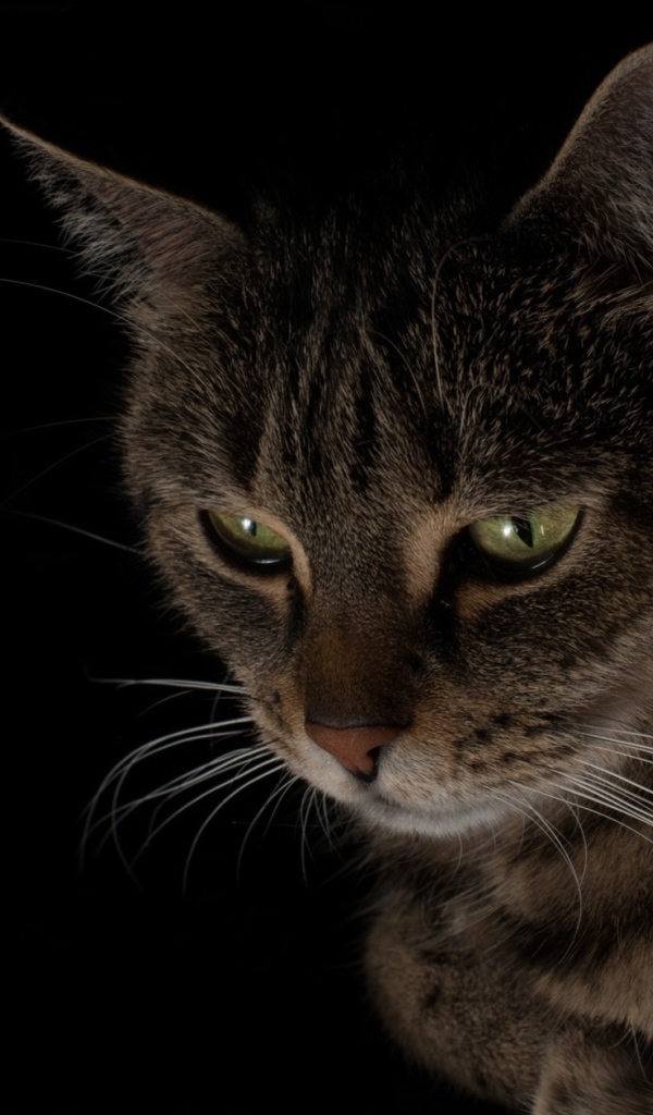 Большой серый кот смотрит вниз 