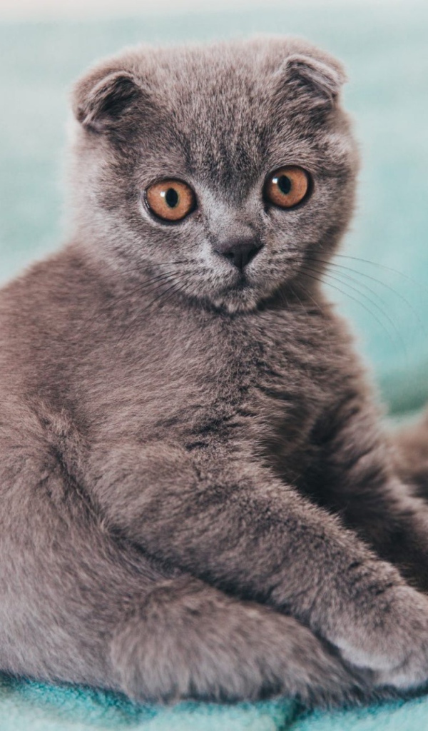 Маленький котенок британец  сидит на покрывале 