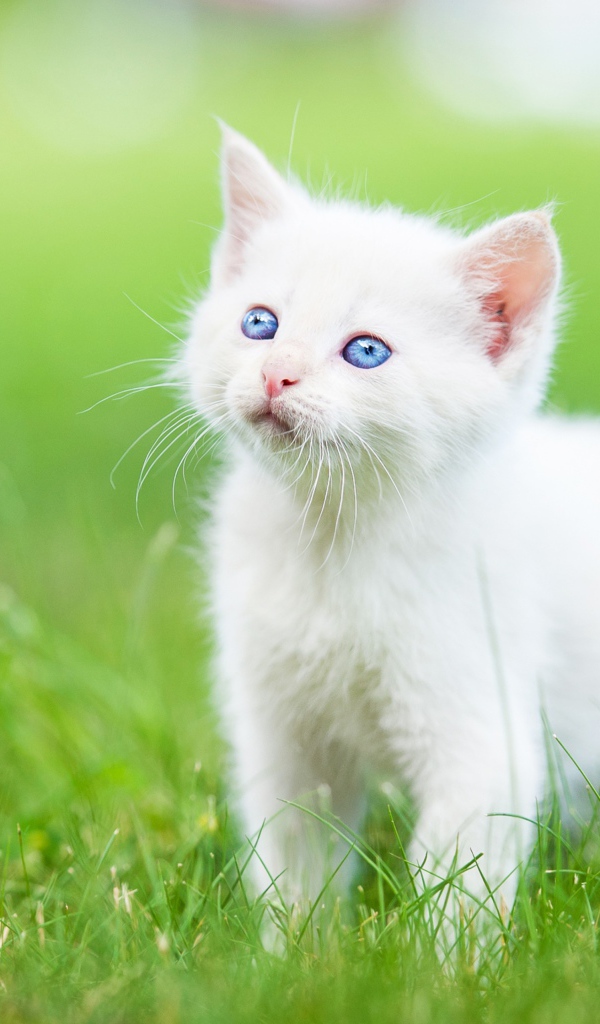 Маленький голубоглазый белый котенок на зеленой траве
