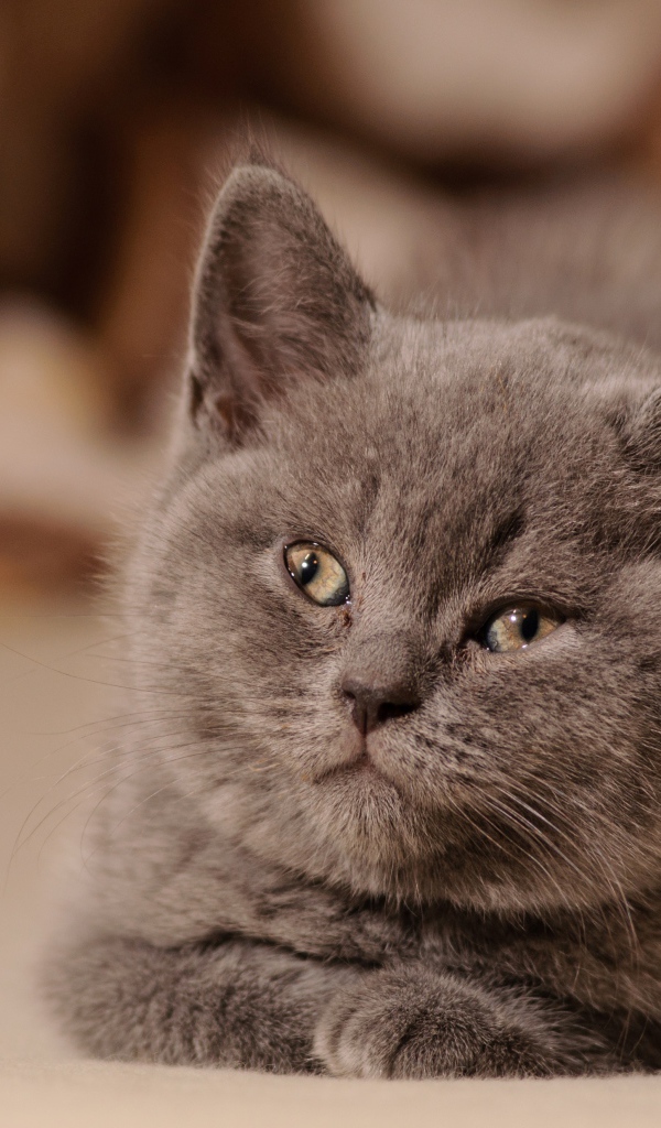 Маленький милый котенок британец