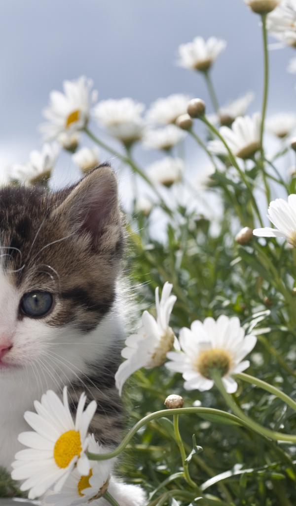 Маленький милый котенок в белых ромашках