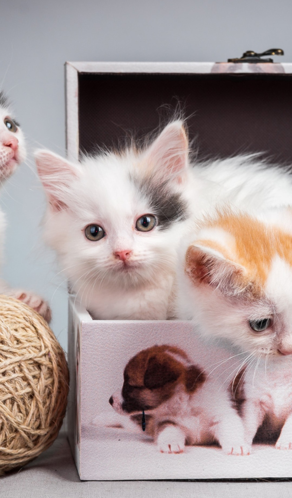 Маленькие милые котята играют в шкатулке