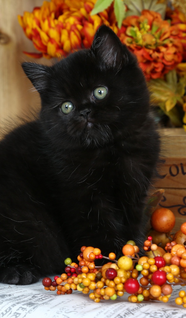 Маленький пушистый черный котенок с осенними  ягодами