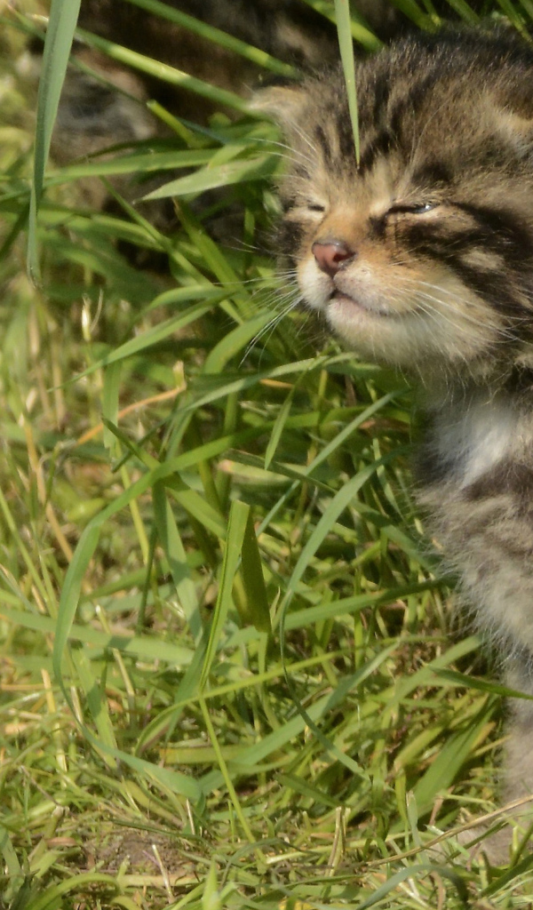 Маленький серый котенок в траве 