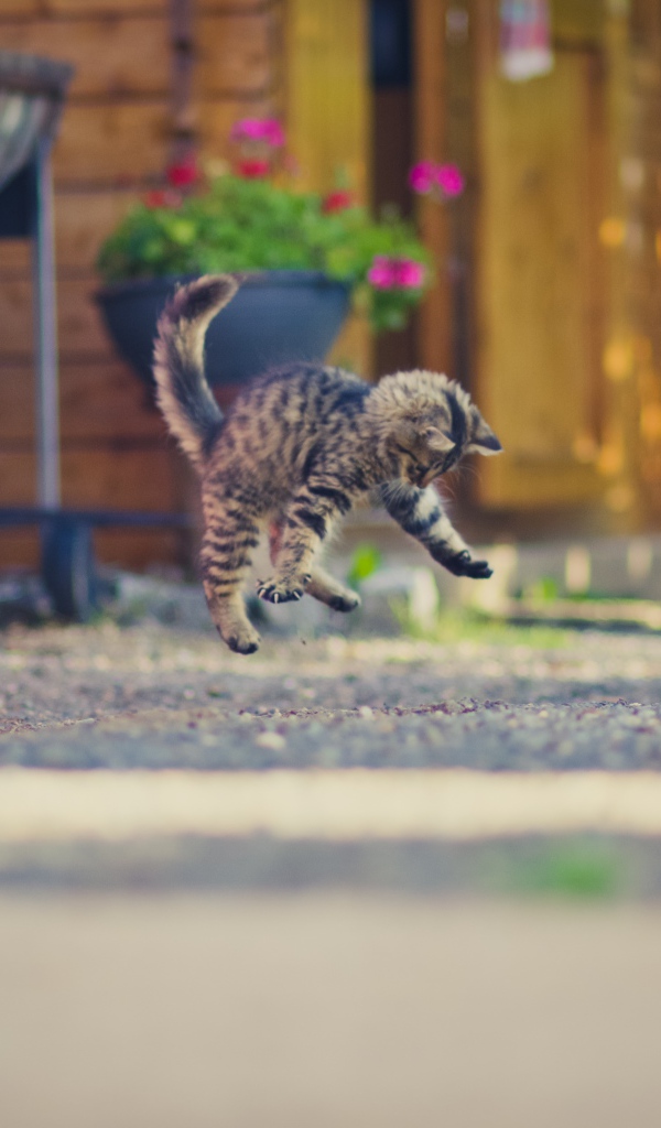 Маленький серый котенок прыгает на асфальте