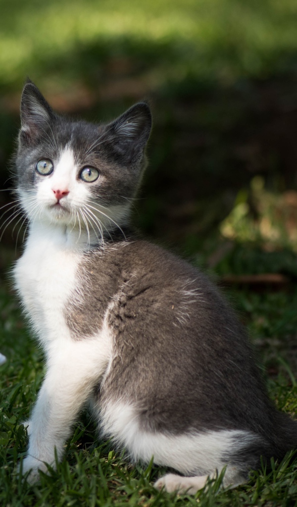 Маленький котенок играет с игрушкой на зеленой траве