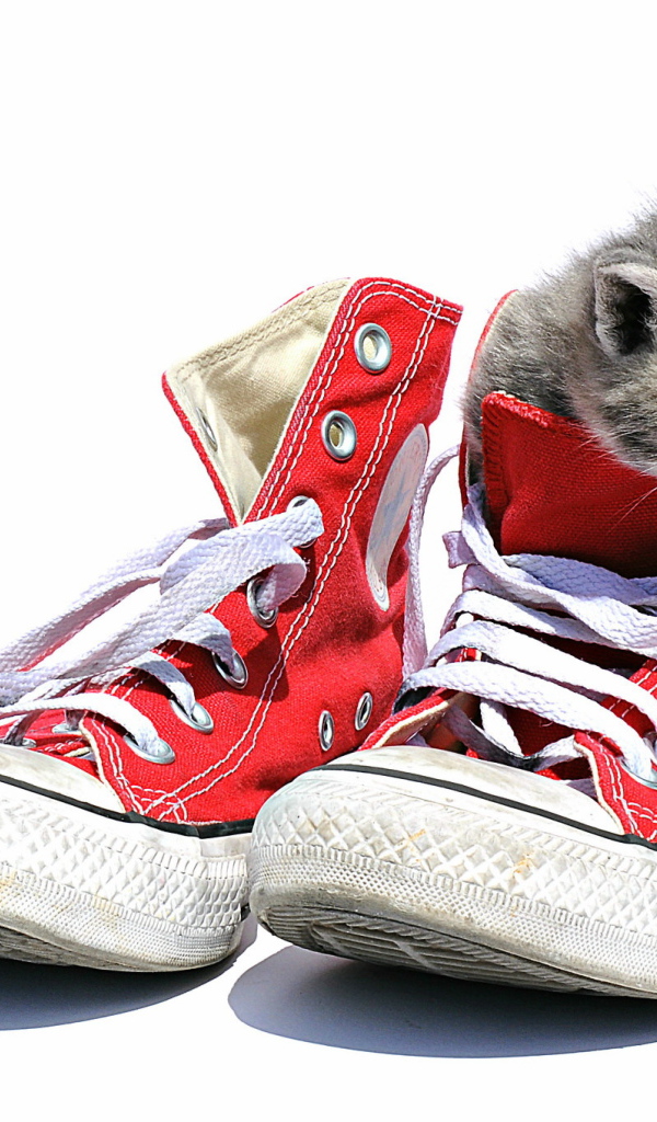 Маленький котенок сидит в кедах на белом фоне