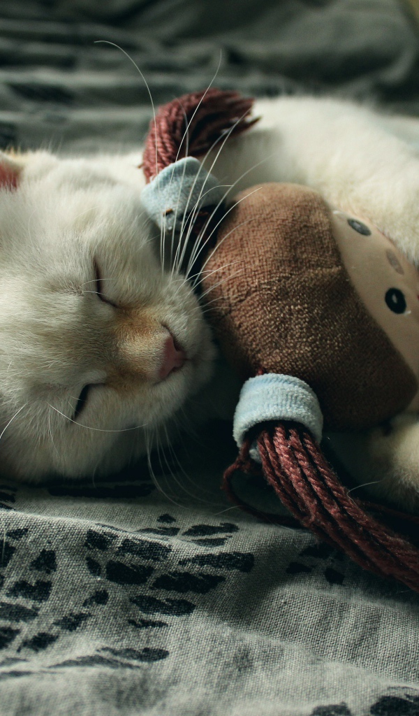 Маленький котенок спит с мягкой игрушкой