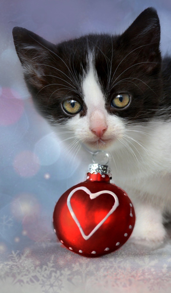 Маленький котенок с красным елочным шариком в зубах