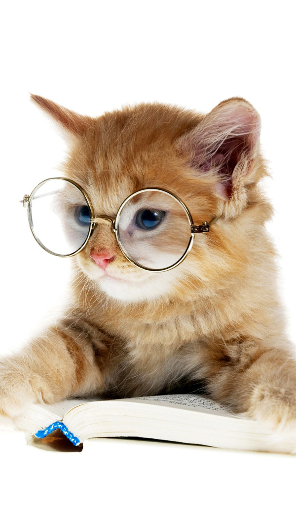 Маленький котенок в очках с книгой 