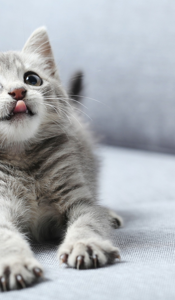 Маленький котенок с высунутым языком