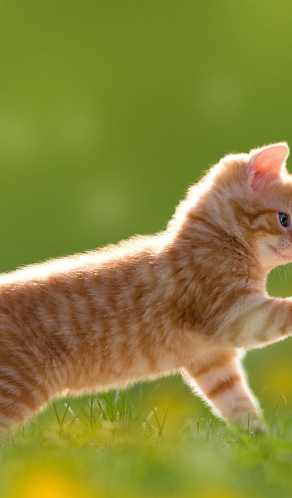 Маленький рыжий котенок с цветами одуванчика на зеленой траве